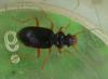 Leistus rufomarginatus
